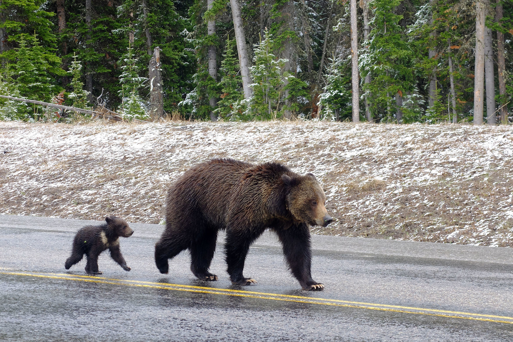 Grizzly bear and cub